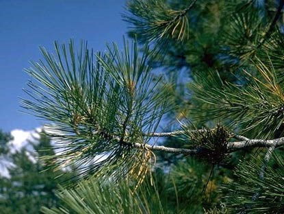 Needles of a ponderosa pine tree.