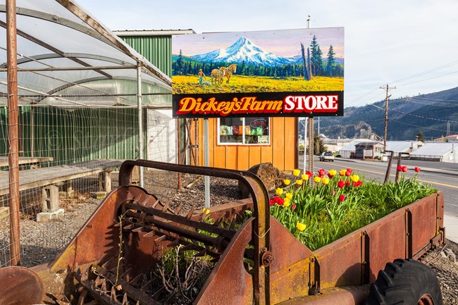 Rusted old tractor repurposed as bed for Tulips. Painted features a mountain and reads Dickey's Farm Store.