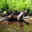 River otters need good water quality to survive