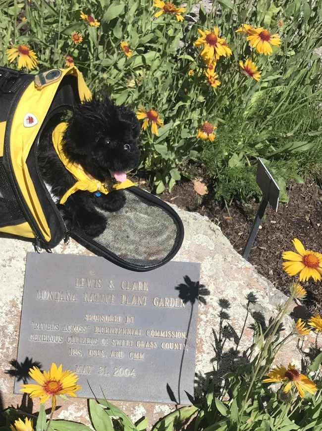 toy dog at Lewis and Clark garden