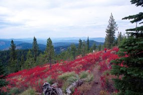 Trail to Sherman Peak.