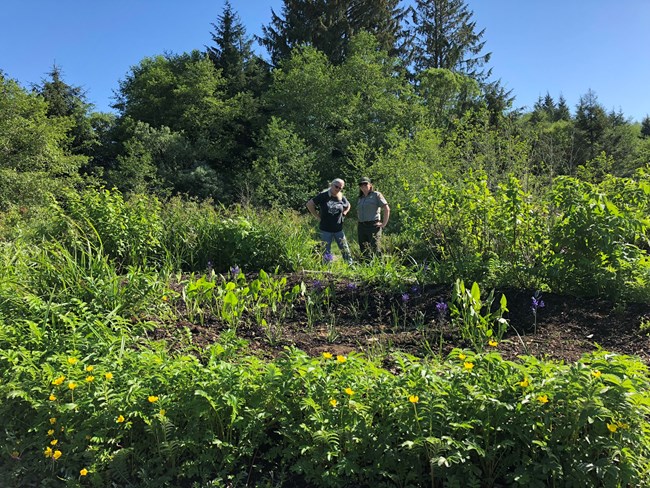 Two women, one in a ranger uniform, looking at a garden.  In the foreground are yellow flowers with green stems and leaves. Next is a depression like a dried pond with green plant with arrow shape leaves and another plant with purple flowers.