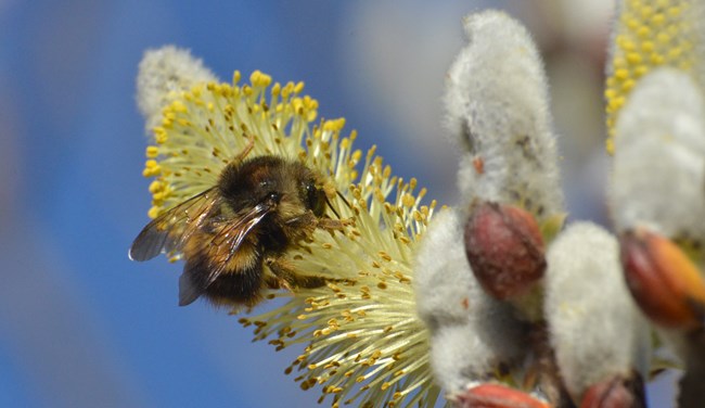 Bumble Bee on a Willow Tree Flower