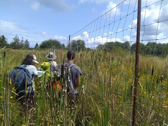 A park ranger leads two interns wearing ballcaps and backpacks through tall plants and cattails next to a wire fence