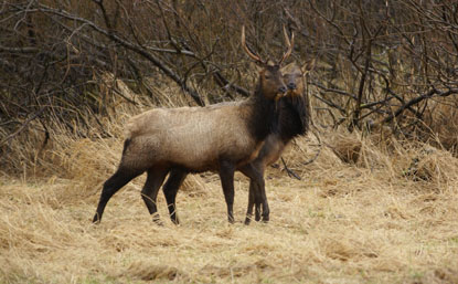 Bull and Cow Elk in Field