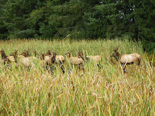 Roosevelt Elk Herd at Fort Clatsop