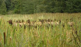 Roosevelt Elk herd walking through wetlands