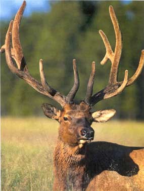 Roosevelt Elk