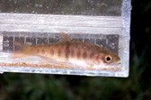 juvenile Coho Salmon