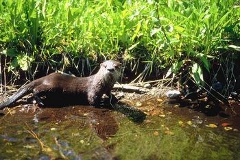 otter otter
