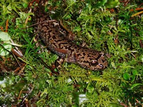 Pacific Giant Salamander