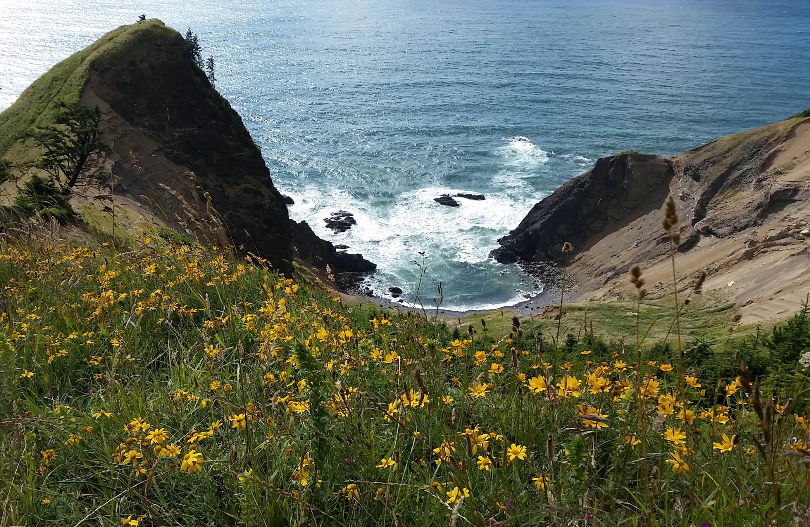Coastal Prairie Picture of the ocean and steep cliffs on the Oregon Coast jutting down into into the waters. A headland with a coastal prairie in the foreground, with yellow wildflowers dotted throughout green grassy plants.