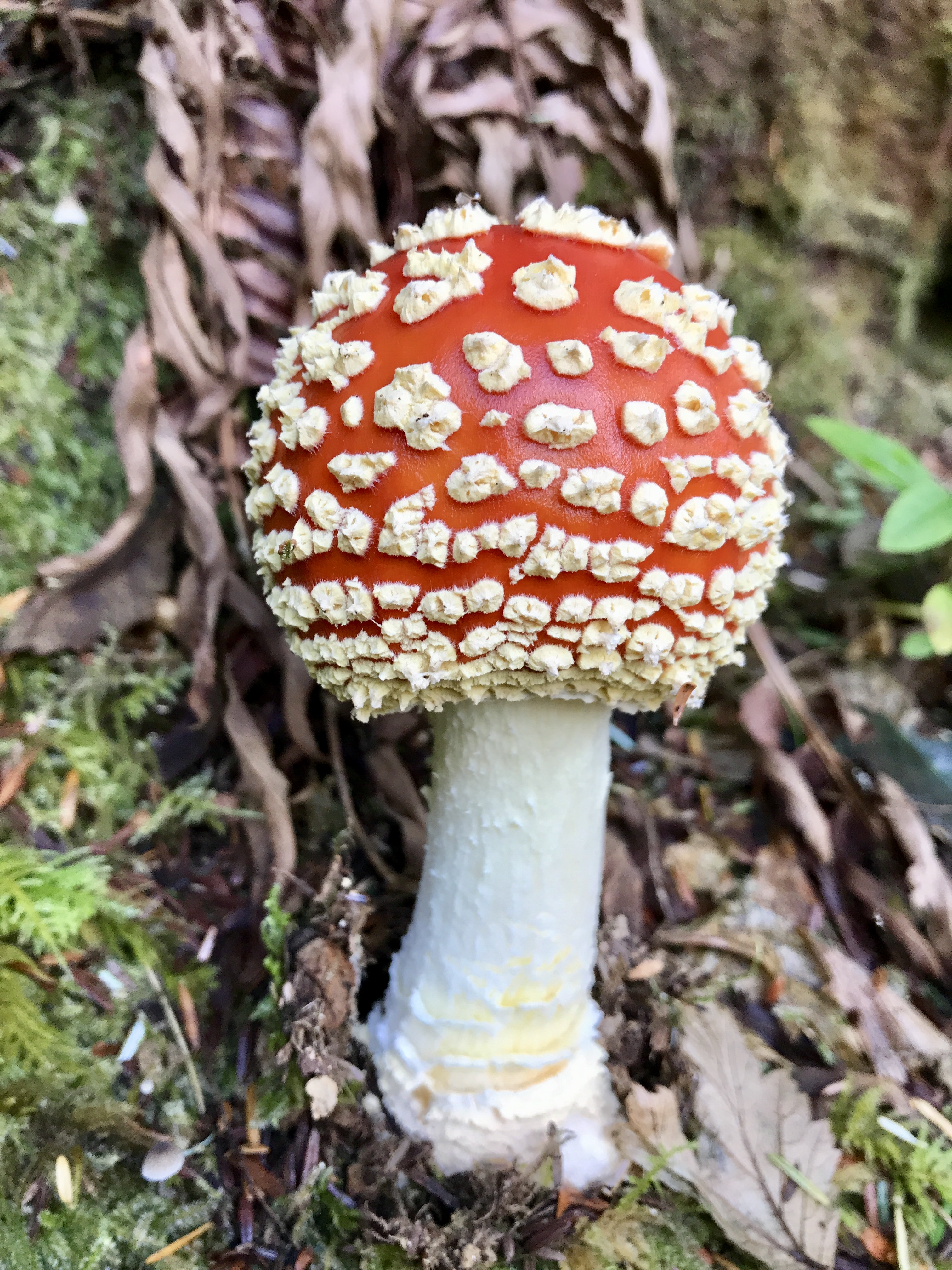 An Amanita Muscaria grows from the forest floor. A red bulbous cap on a thick white stem.