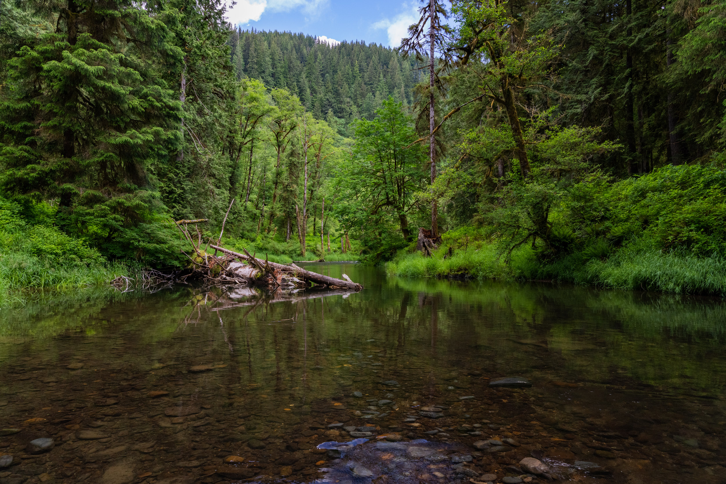 Coastal Stream Habitat The Siletz River on the central Oregon Coast. An old growth Sitka spruce trunk has broken and fallen into the creek below. The riparian area is filled with alder, Douglas fir, hemlock, cedar, salmonberry, thimbleberry, and bracken ferns.