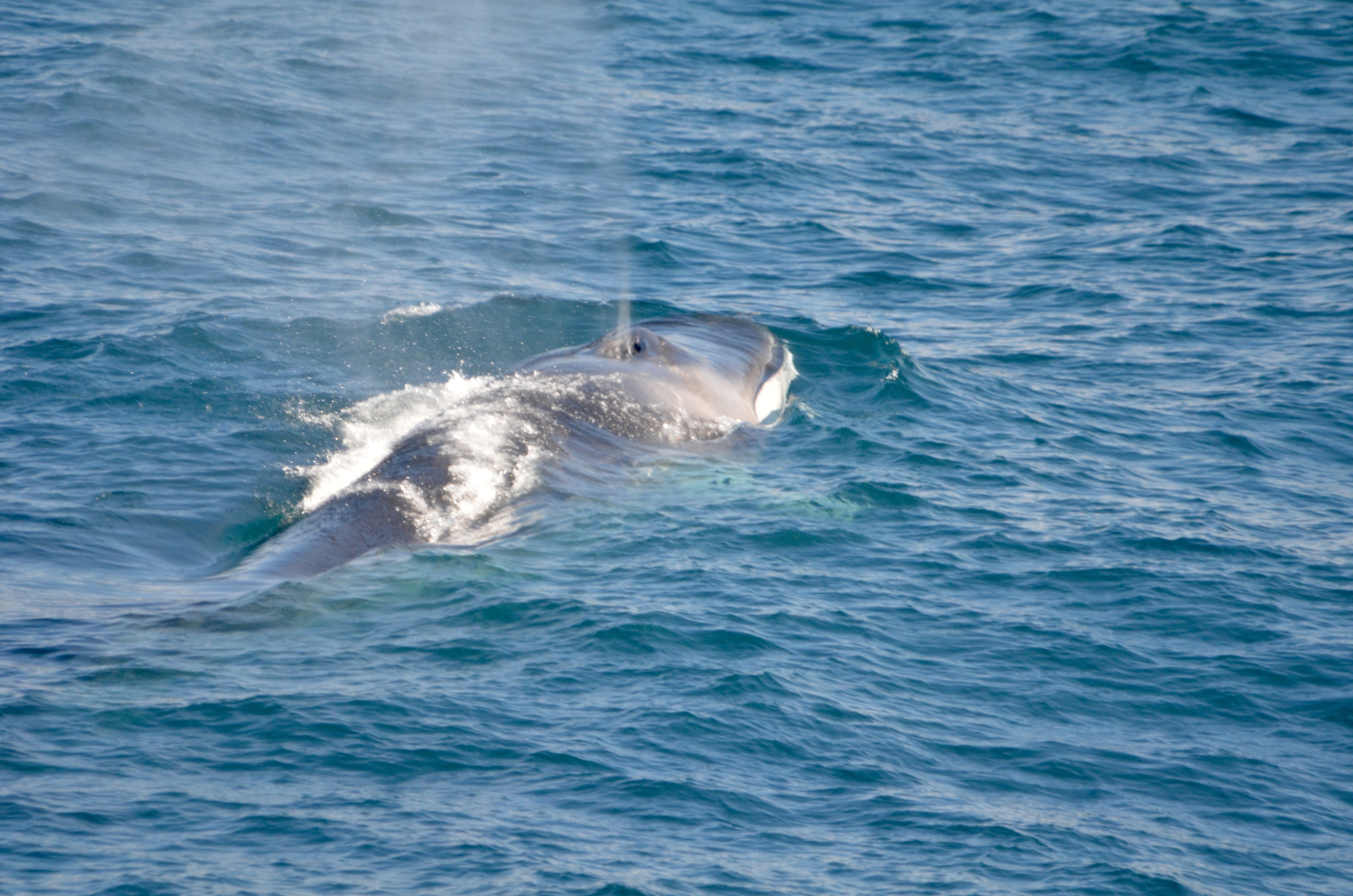 Fin Whale A Fin Whale surfacing from the water, spraying water from its blowhole.