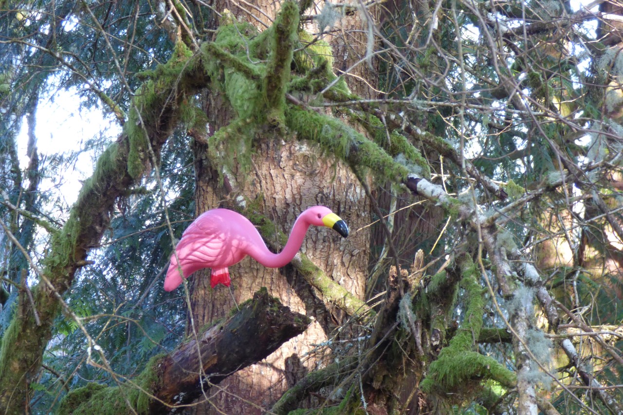 Great Pink Heron A pink flamingo nestled among the branches of a tree.