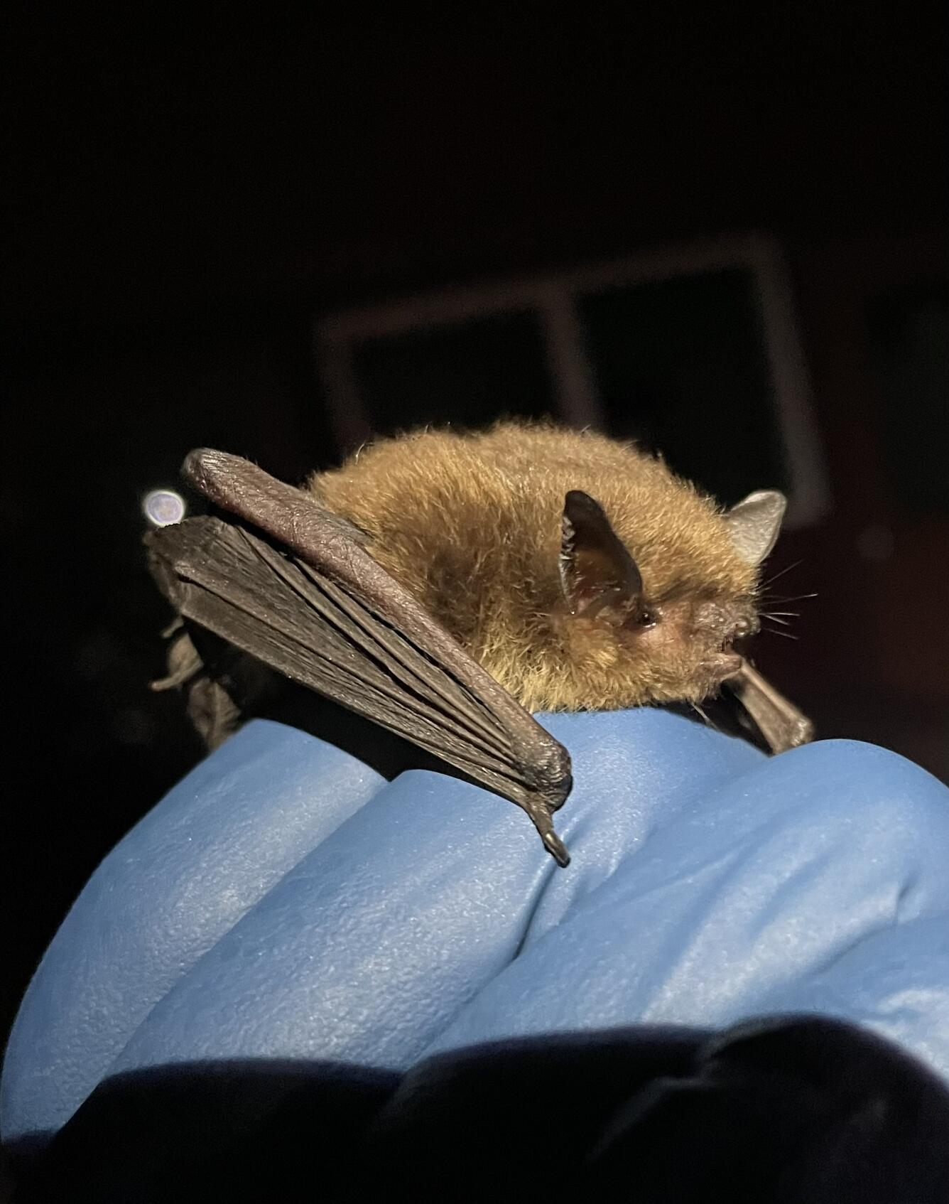 Bat Being Held A small bat being carefully held by a gloved hand.