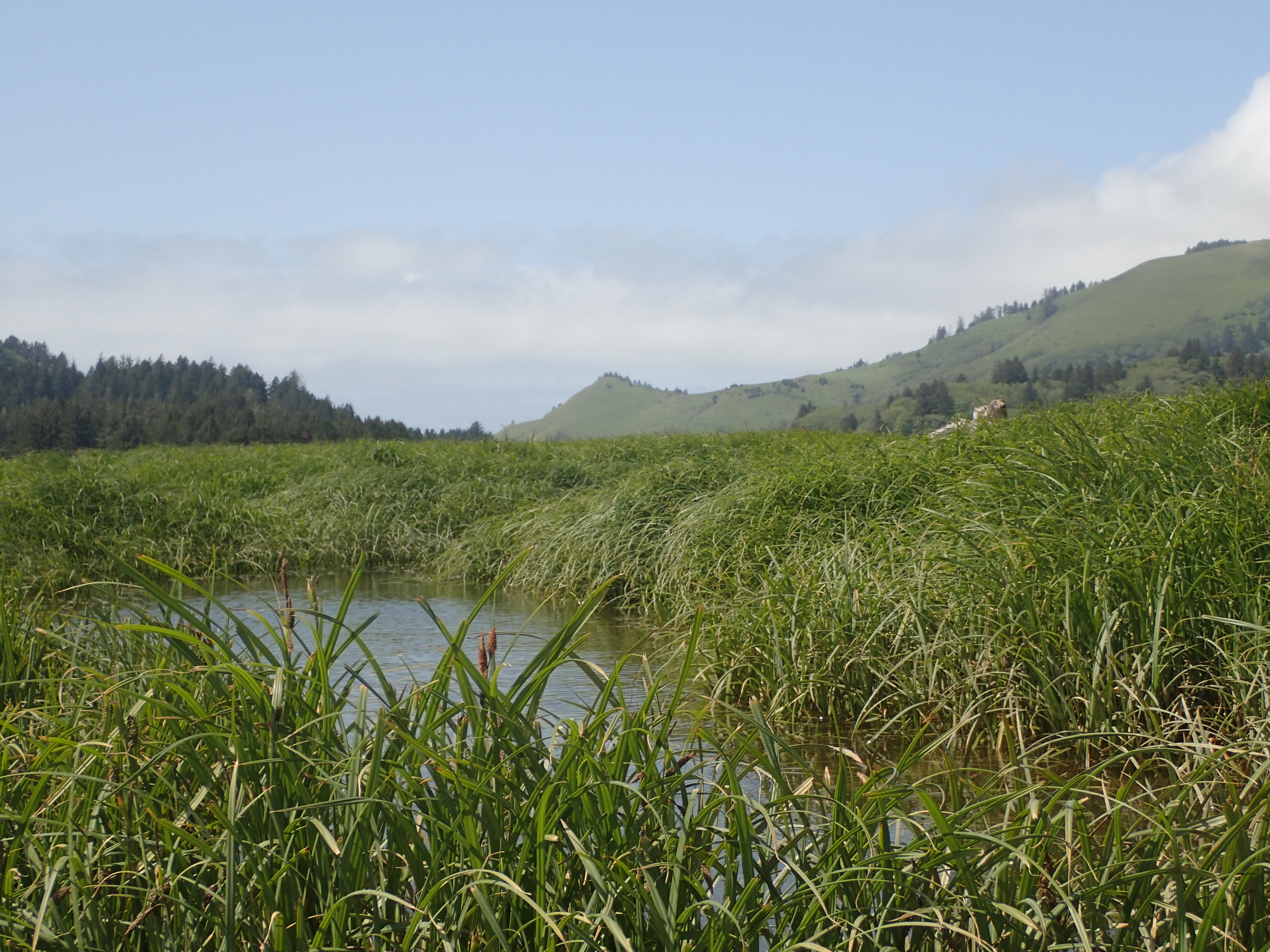 Water peeks out among dense, tall, green, grass-like plants. Green hills are in the distance to the right, and an evergreen forest is in the background to the left. Light blue sky fills the top 1/4 of the photo.