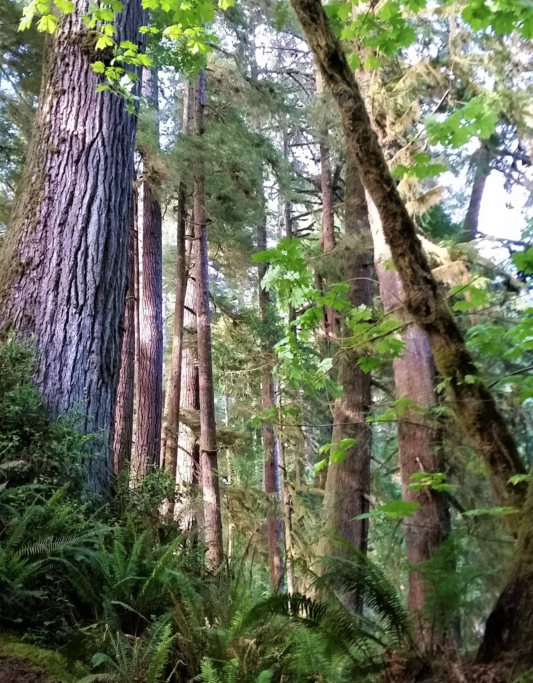 An evergreen forest with a fern covered hill on the bottom left. Tall tree trunks cover the rest of the space.
