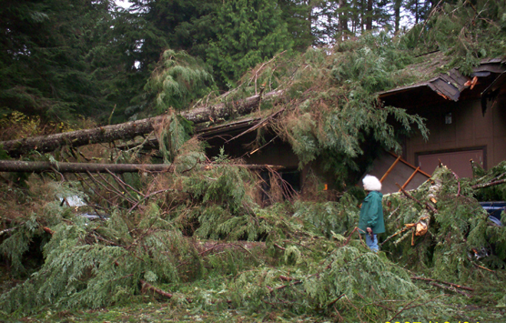 Dec. 2007 Storm Damage, trees fallen on park building
