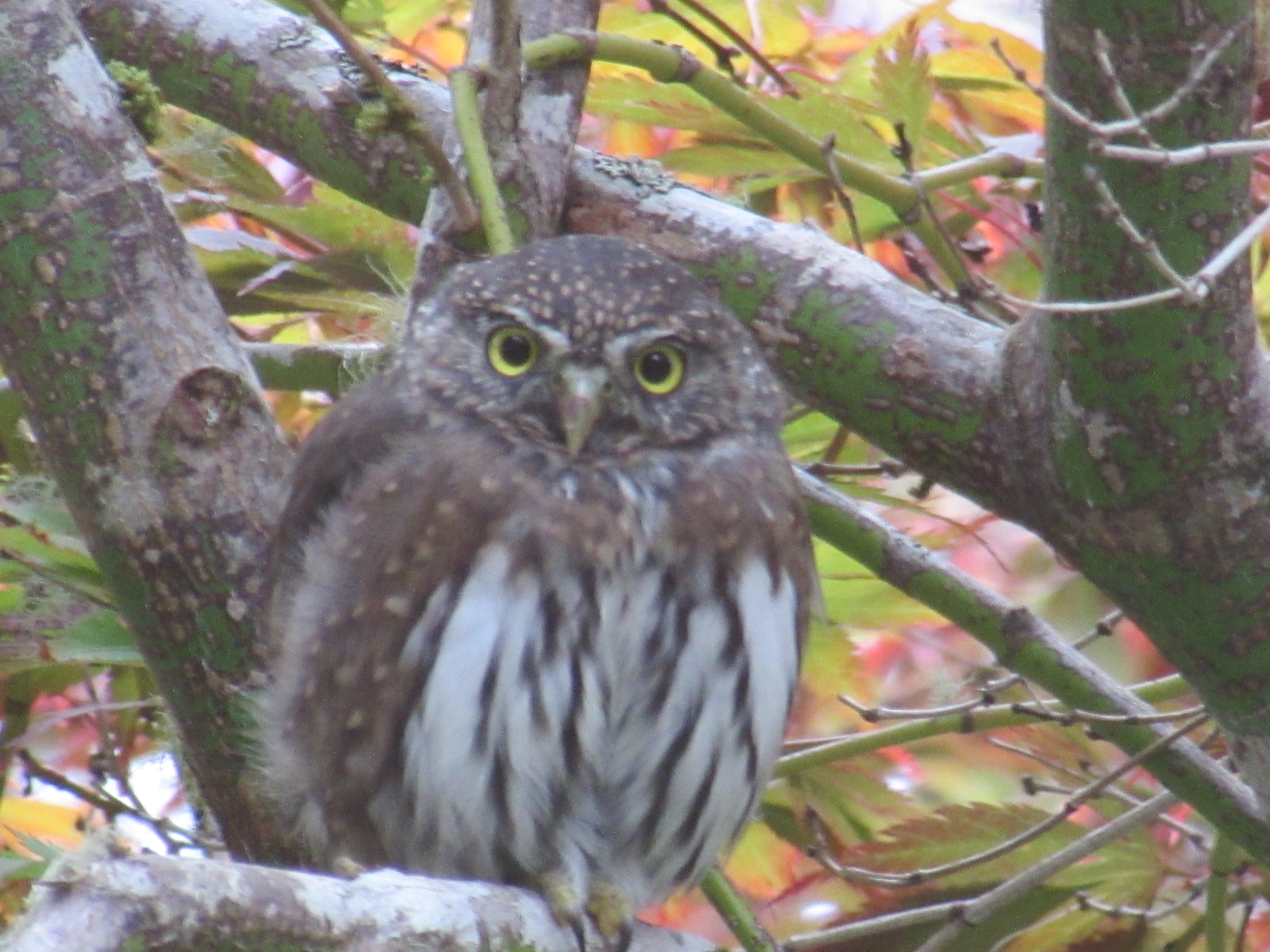 A Saw Whet Owl sits on a tree branch staring at the viewer.