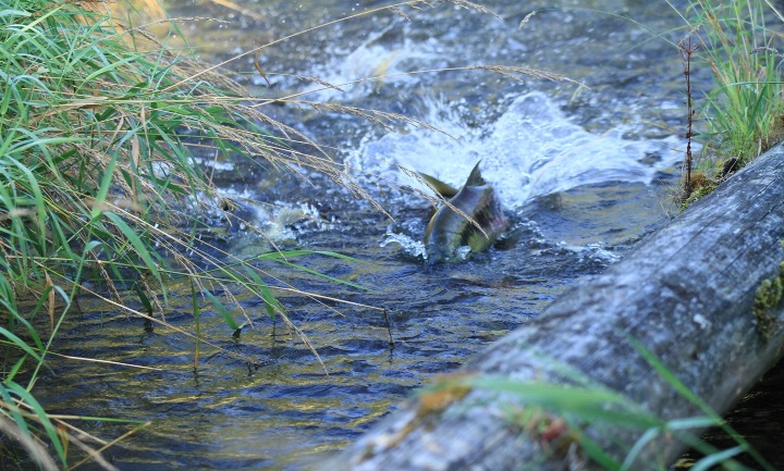 spawning summer chum A chum swims upstream in a small stream