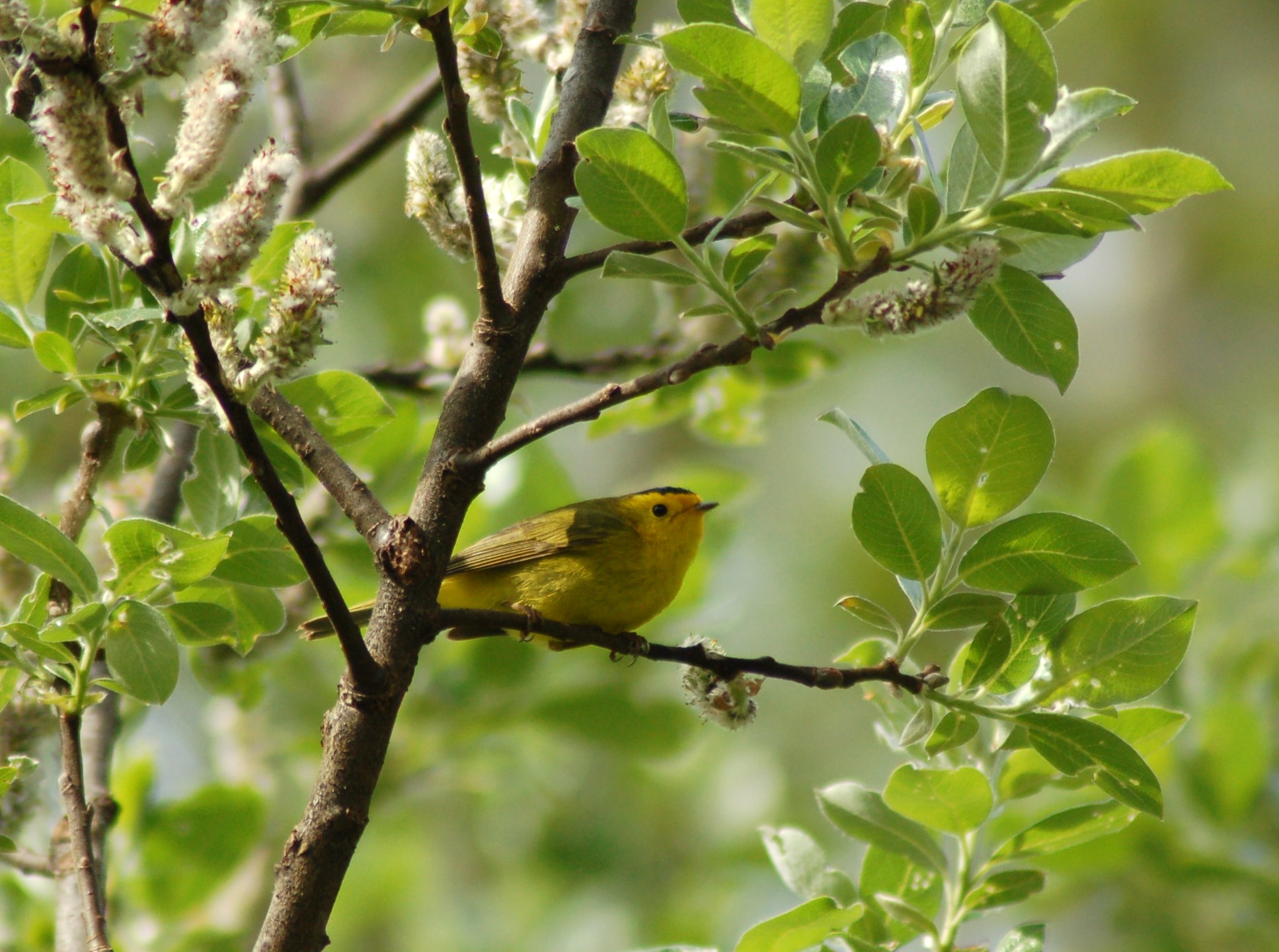 Olive colored Pacific Slope Flycatcher perched in willow tree.
