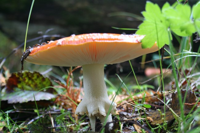 A mushroom growing from the ground, surrounded by small twigs and mosses growing on the forest floor