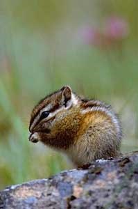 Townsends Chipmunk