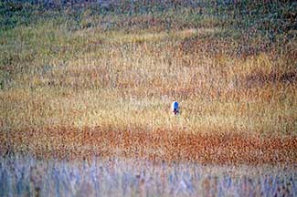 A white marker is in the middle of a field in the fall with brown grasses.  It marks the site of the field hospital that was constructed as the wounded were collected.