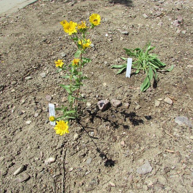 A small plant with a green stem and leaves, and a yellow flower, Curlycup Gumweed.