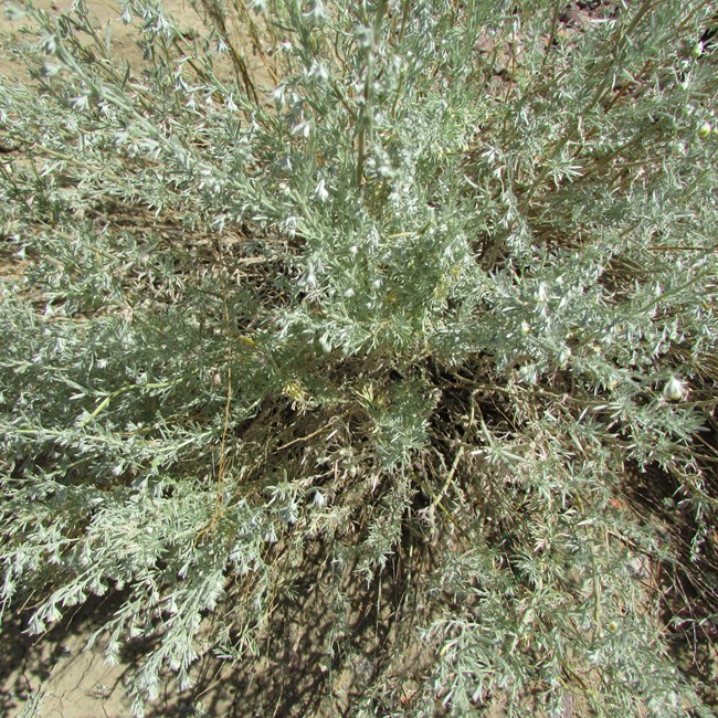 A woody semi-shrub, Fringed Sagebrush, about 10-12 inches tall with green-silver leaves.
