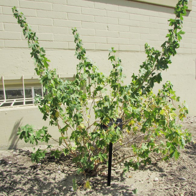 Large shrub, Golden Currant, with large green leaves against the background of a tan building.