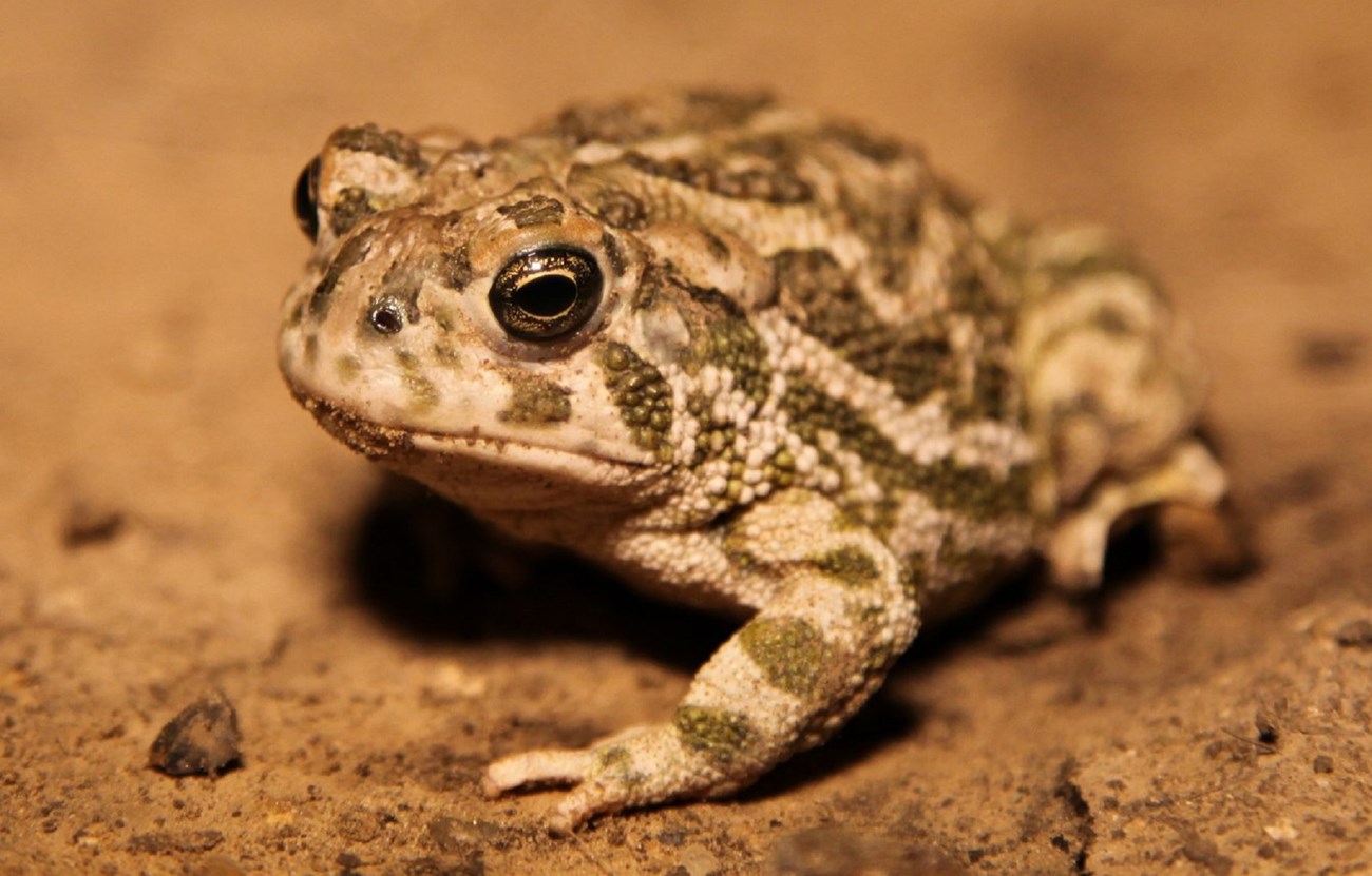 Great Plains Toad