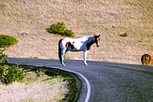 Brown and white spotted horse standing in the middle of the tour road.