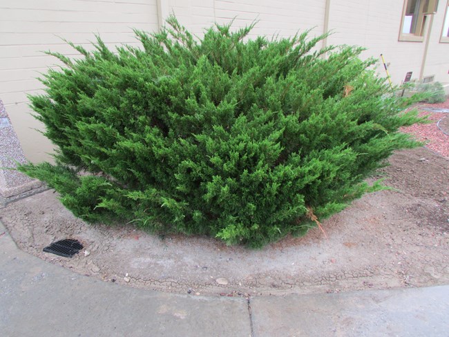 A small green tree, approximately 3 feet tall, Rocky Mountain Juniper, sits in front of a beige building.