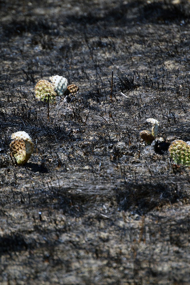 Medicine Tail Coulee fire