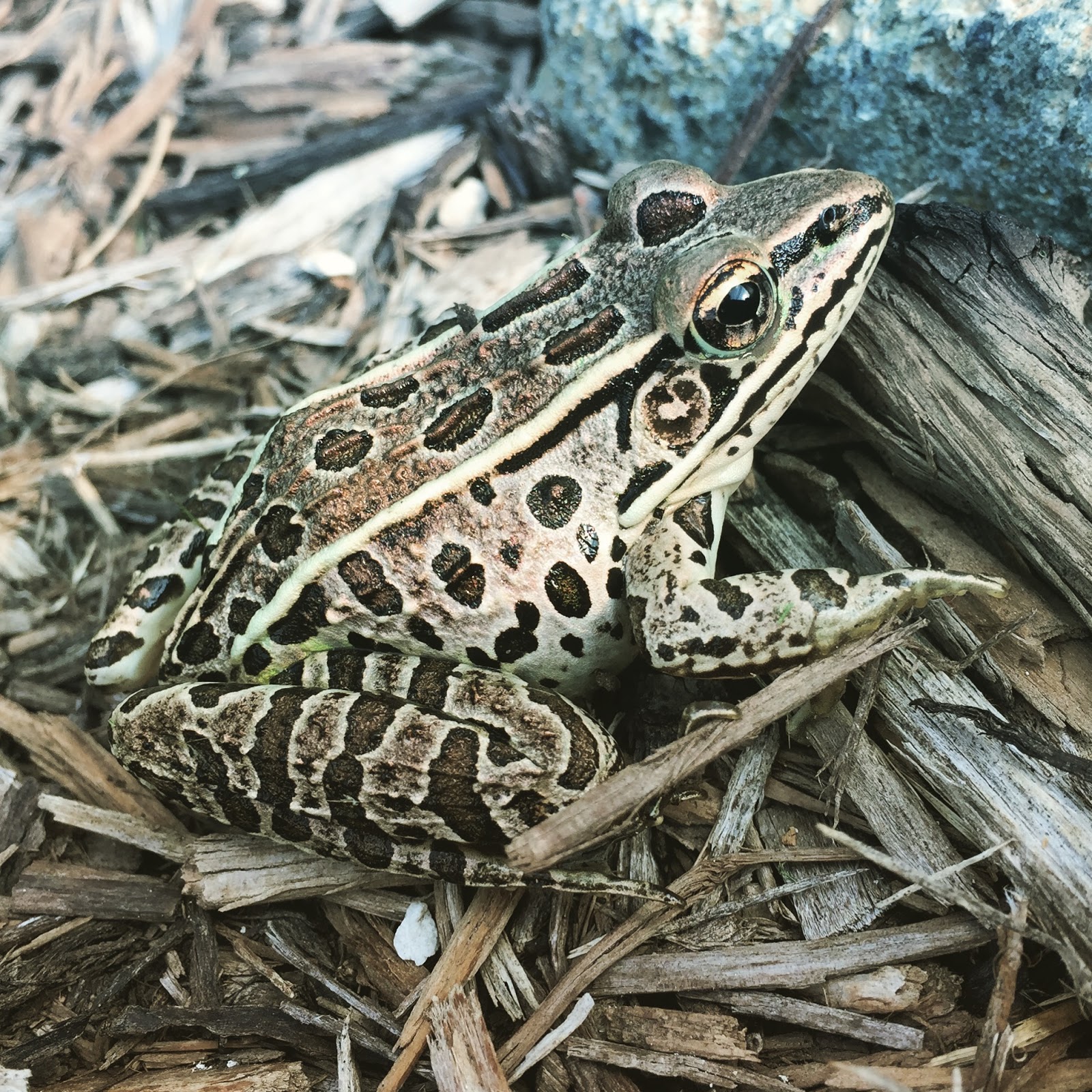 Amphibian - Little Bighorn Battlefield National Monument