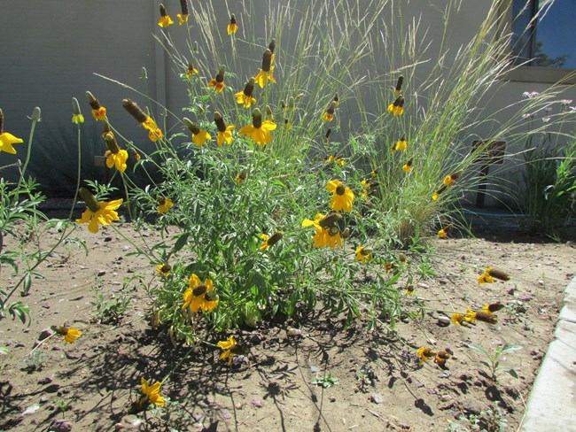 A small perennial plant, prairie coneflower, with green leaves and a yellow flower.  The plant is planted in dirt in front a a beige building.