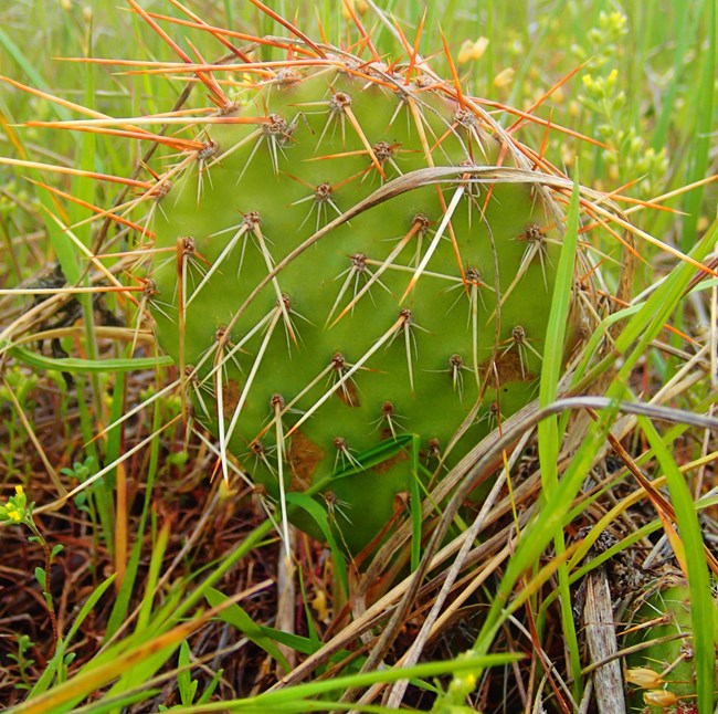 A small green cactus, prickly pear cactus, with rounded pads and long spines is photographed in it's natural habitat surrounded by grasses.