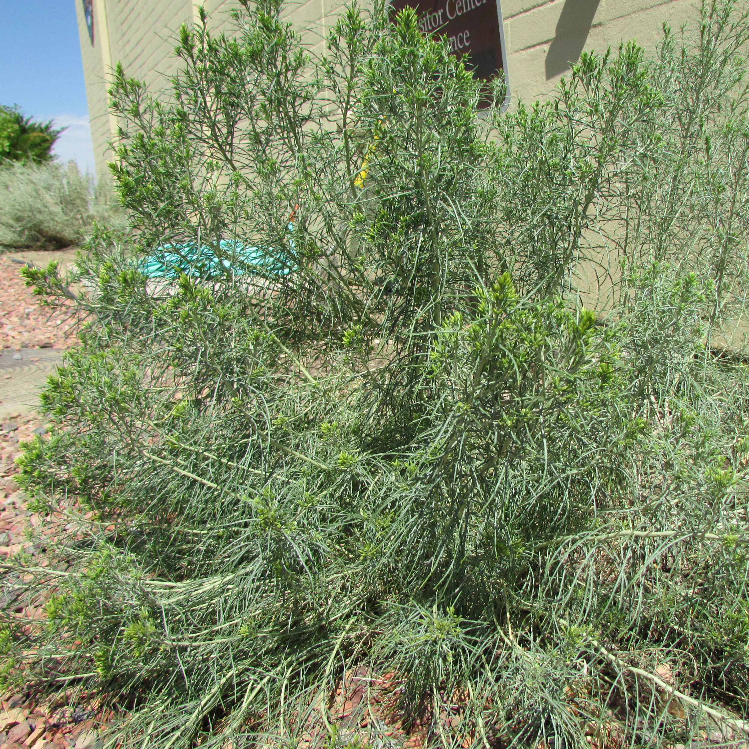 RubberRabbitBrush.jpg?maxwidth\u003d650\