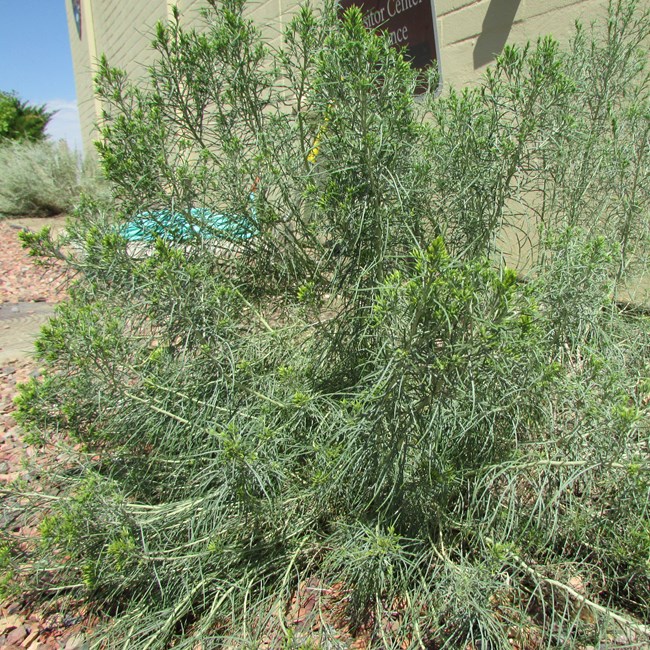 A perennial  shrub, Rubber Rabbitbrush, with green felt-like matted hairs and thread-like leaves, approximately 2-3 feet tall.  Plant is set in a red rocky soil in front of a beige building.