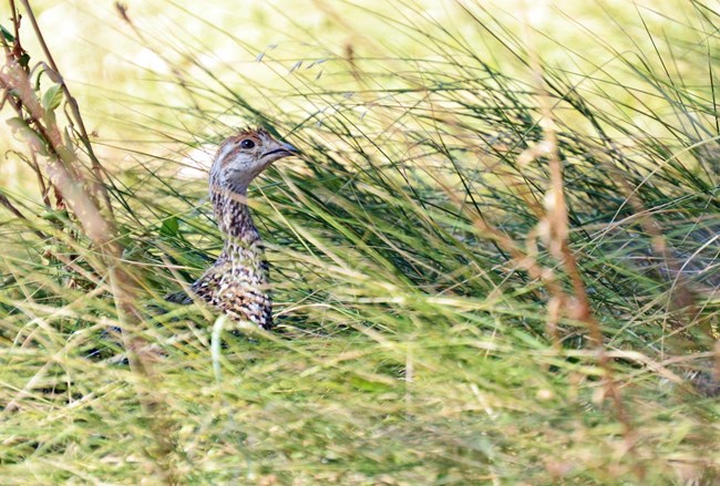 Sharp-tailed grouse walks through grass.