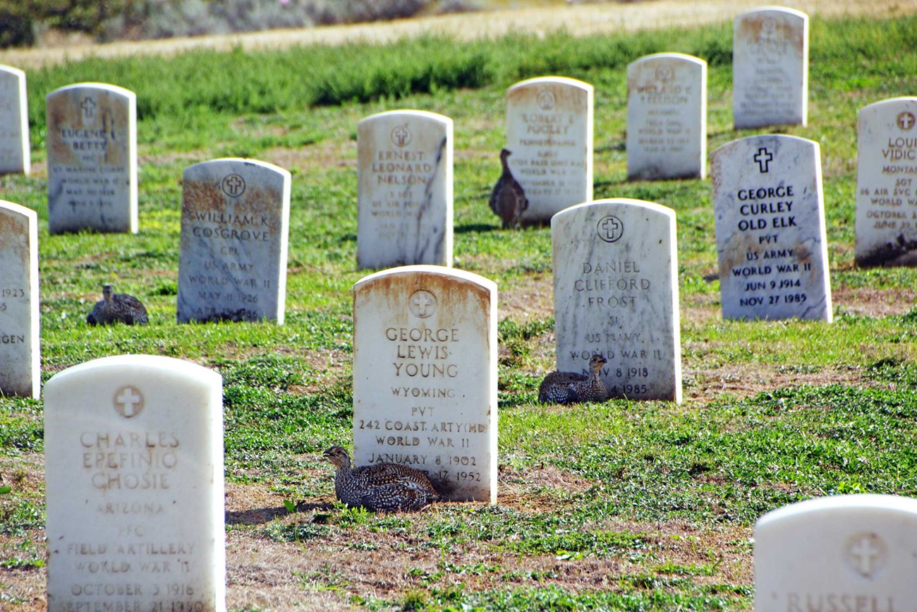 Sharp-tailed grouse at Custer National Cemetery