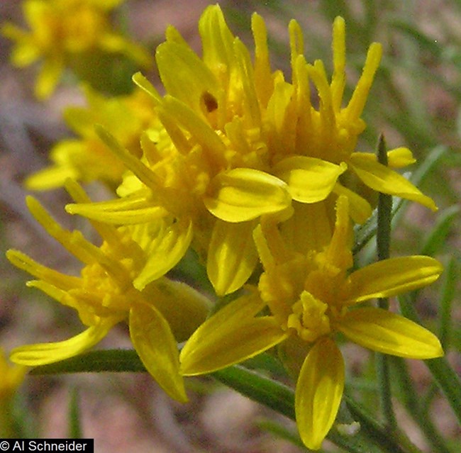 A closeup of a yellow flower cluster of Broom Snakewood.