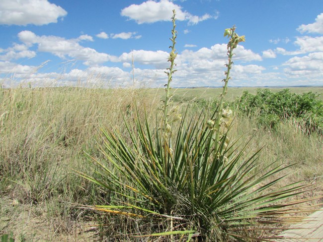 A flowering shrub, Soapweed Yucca, with long evergreen leaves.  Two stalks of bell shaped, green-white flowers are shown. The shrub is surrounded by prairie and set against a blue sky with white fluffy clouds.