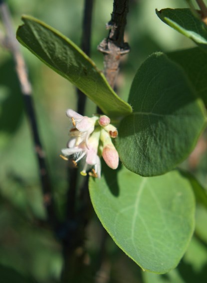 A closeup of a pinkish-white flower and green leaves of the Western Snowberry shrub.