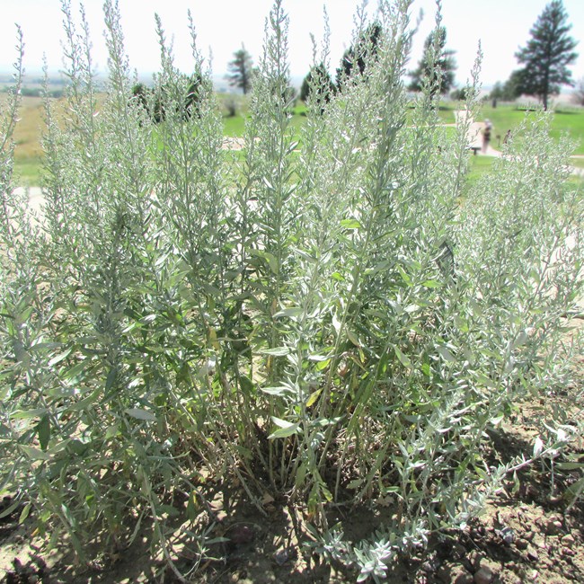 A large perennial shrub with silvery green stems and leaves. White Sagebrush.