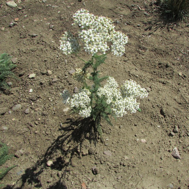 Perennial Herb, Yarrow, with a green stem and small white flowers clustered into a dome shape head.  Plant is grown in a gray-brown soil.