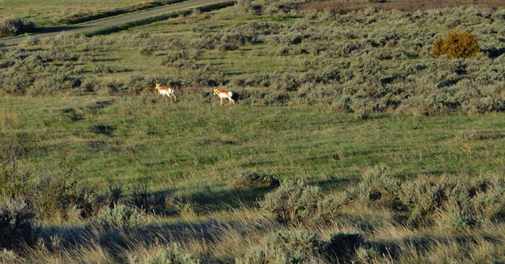 Pronghorn at Little Bighorn Battlefield Pronghorn at Little Bighorn Battlefield